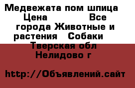 Медвежата пом шпица › Цена ­ 40 000 - Все города Животные и растения » Собаки   . Тверская обл.,Нелидово г.